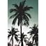 wall mural palm trees petrol green from ESTAhome