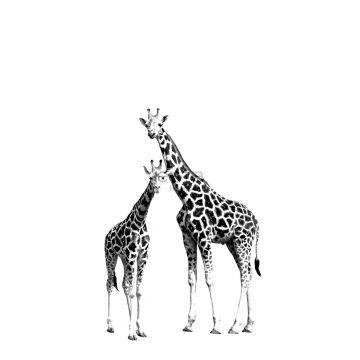 wall mural giraffes black and white from ESTAhome