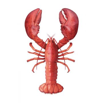 wall sticker lobster red from ESTAhome