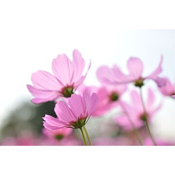 wall mural wildflowers pink from ESTAhome