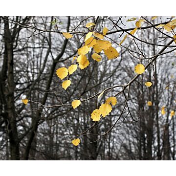 wall mural wooded landscape gray and yellow from Sanders & Sanders