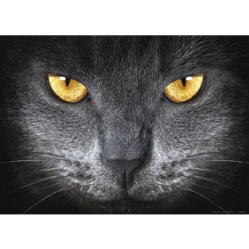 poster cat black and yellow from Sanders & Sanders