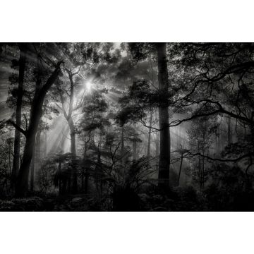 wall mural wooded landscape gray and black from Sanders & Sanders