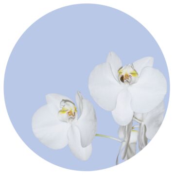 self-adhesive round wall mural flowers light blue and white from Sanders & Sanders