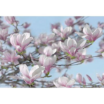 wall mural magnolia pink and blue from Komar