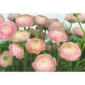 wall mural Gentle Rosé pink and green from Komar