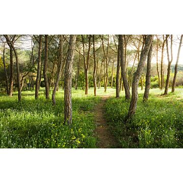 wall mural blossom magic forest green from Sanders & Sanders